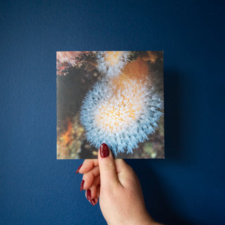 Four Orkney Underwater Greetings Cards - Pack Three