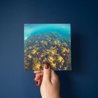 Four Underwater Photography Greetings Cards - Pack Six